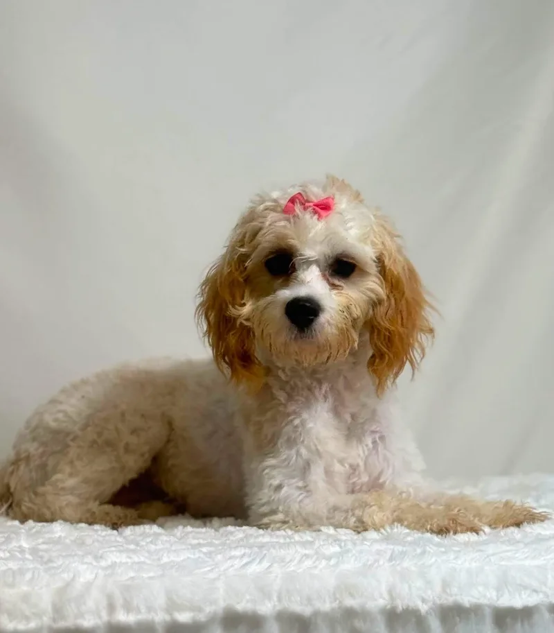 A young small-sized female Cavachon dog named Pipsqueak for adoption in New Stanton, PA