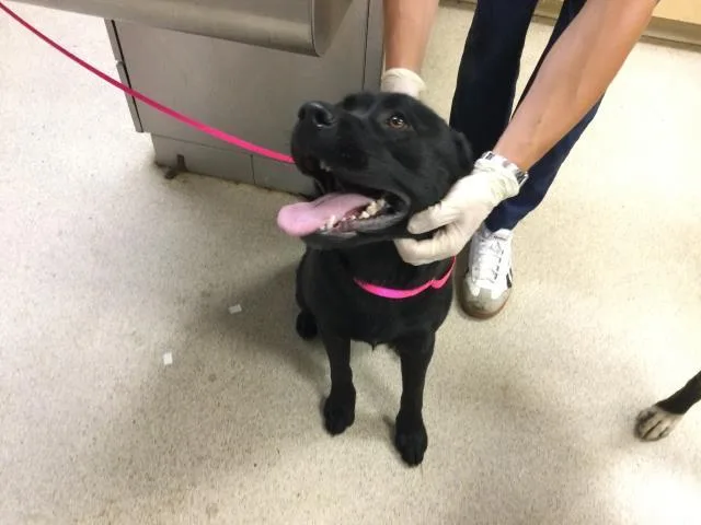 A young large-sized female Pit Bull Terrier dog named Mazzy for adoption in Riverside, CA