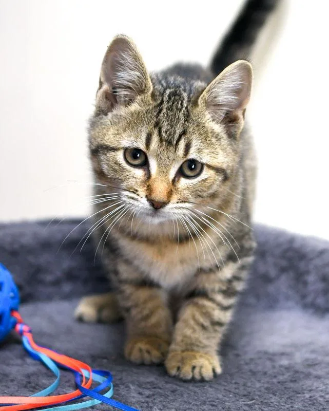 A baby medium-sized female Tabby (Tiger Striped) Domestic Short Hair cat named Iris for adoption in Monroe, GA