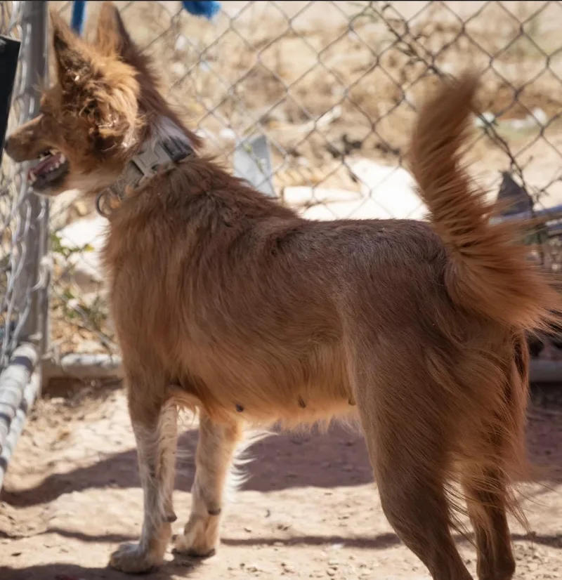 A young medium-sized female Collie dog named Daisy for adoption
