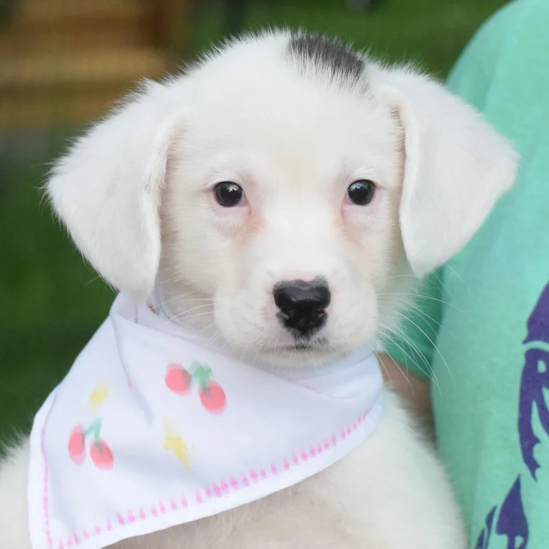 A baby medium-sized female Beagle dog named Sophieavail for adoption in West Grove, PA