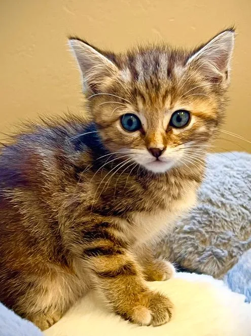 A baby medium-sized female Tabby (Brown / Chocolate) Domestic Short Hair cat named Brookie for adoption in Salinas, CA