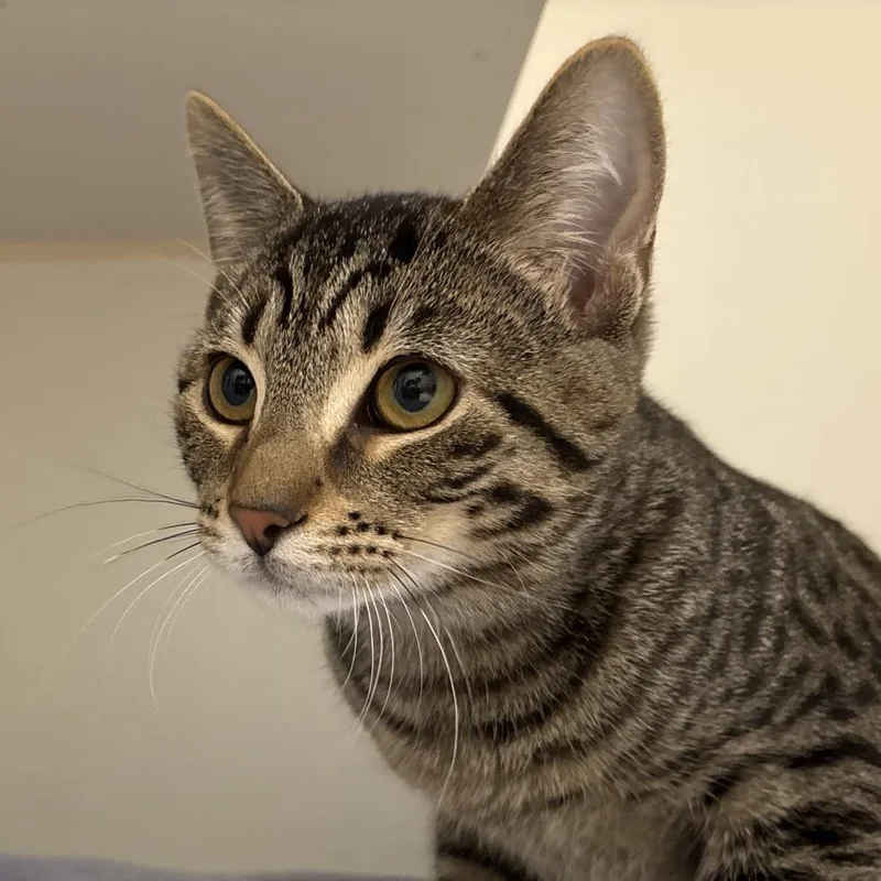 A baby medium-sized male Brown / Chocolate Domestic Short Hair cat named Tarot for adoption in Naperville, IL