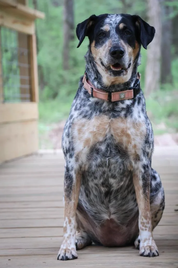 Stella