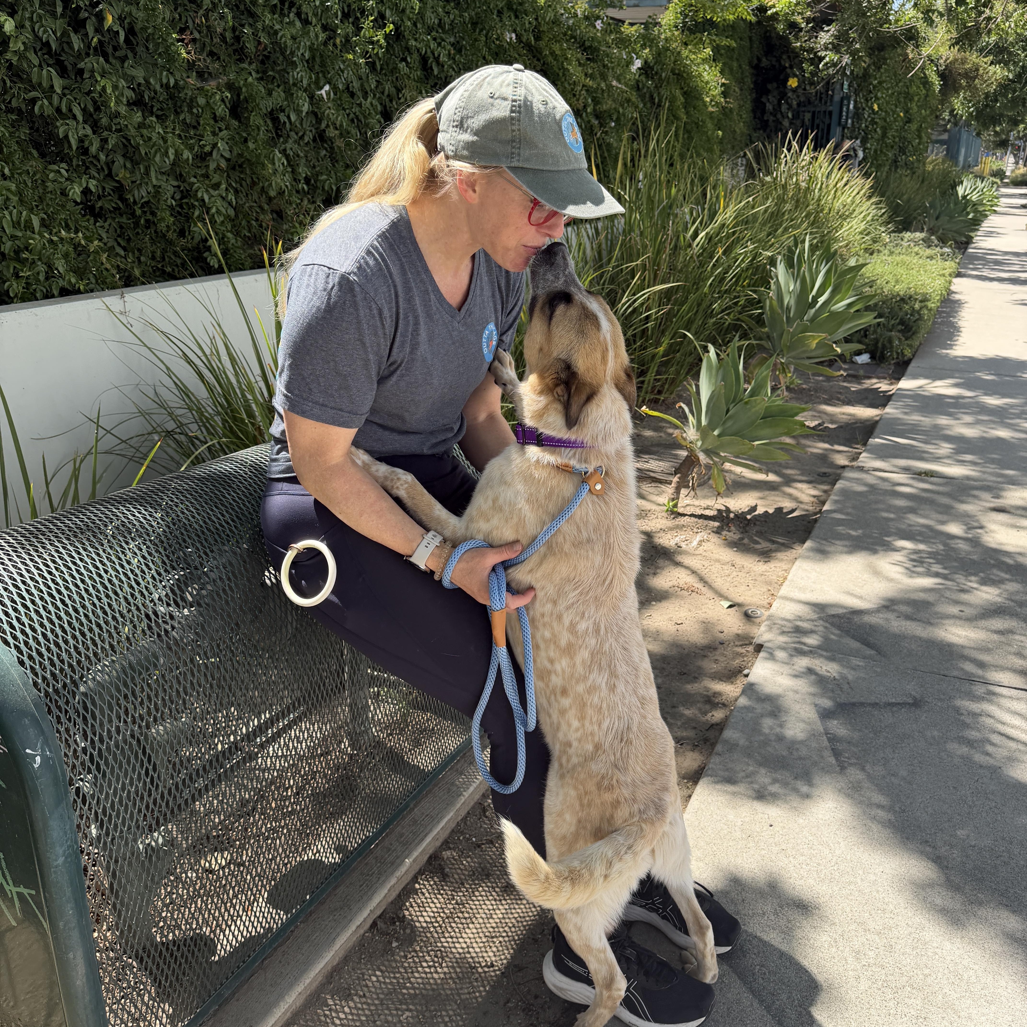 A young medium-sized male Apricot / Beige Australian Cattle Dog / Blue Heeler dog named Strider for adoption in Encino, CA