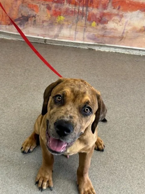 A young small-sized male Cane Corso dog named Goose for adoption in San Bernardino, CA