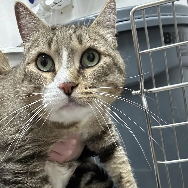 An adult large-sized male Gray / Blue / Silver Domestic Short Hair cat named Cheshire for adoption in Newark, NJ