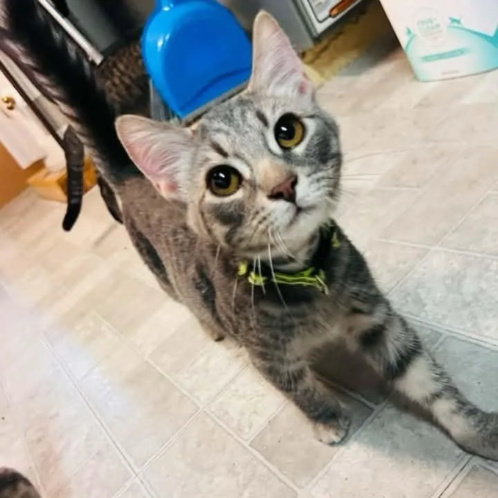 A baby medium-sized male Tabby (Gray / Blue / Silver) Domestic Short Hair cat named Spark for adoption in Cleveland, OH