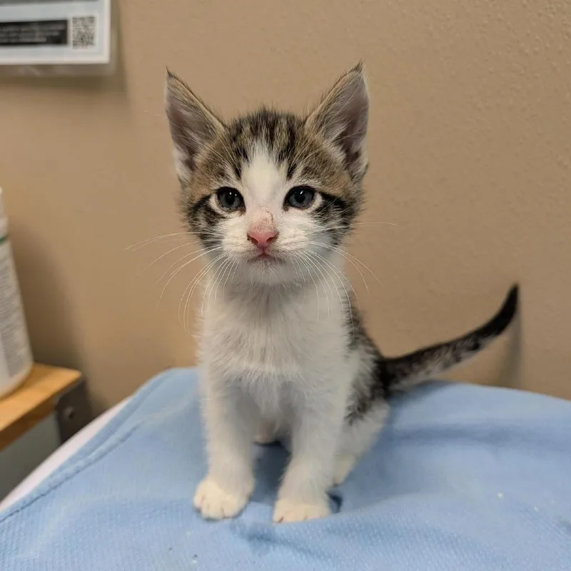 A baby small-sized male Brown / Chocolate Domestic Short Hair cat named Cogsworth for adoption in Tacoma, WA