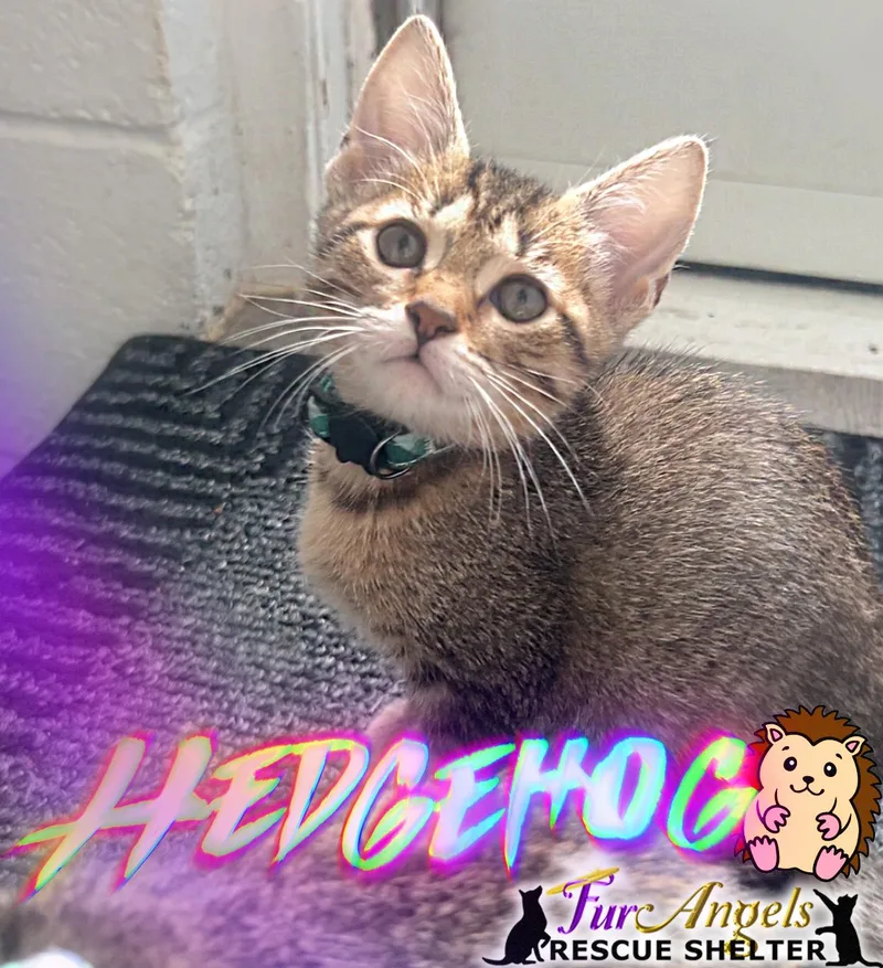A baby medium-sized female Brown / Chocolate Domestic Short Hair cat named Hedgehog for adoption in Toledo, OH