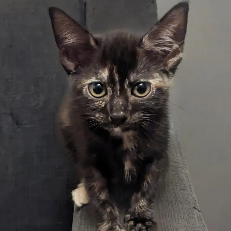 A baby small-sized female Tortoiseshell Domestic Short Hair cat named Maple for adoption in Long Beach, CA