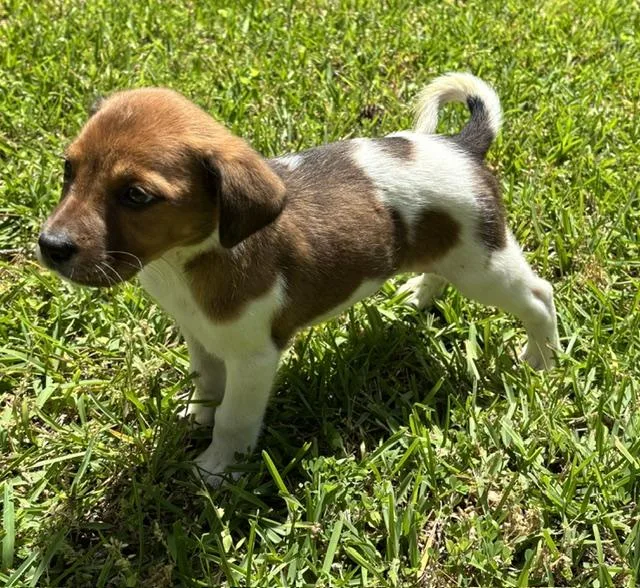 A baby medium-sized female Brown / Chocolate Beagle dog named Fern for adoption in Watertown, CT