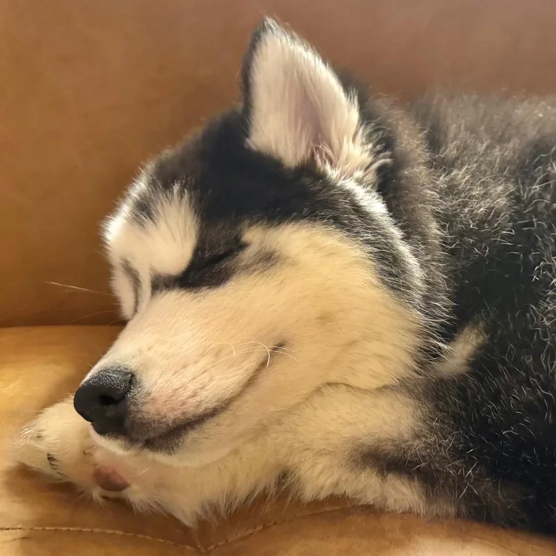 A baby medium-sized female Black Husky dog named Peregrine for adoption in Rochester, MN