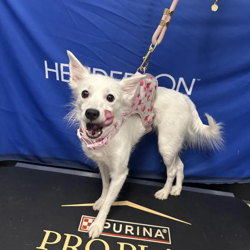 An adult small-sized female White / Cream American Eskimo Dog dog named Snowflake for adoption in Henderson, NV