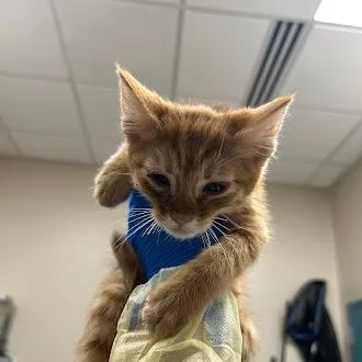 A baby small-sized male Domestic Short Hair cat named Chester for adoption in Las Vegas, NV