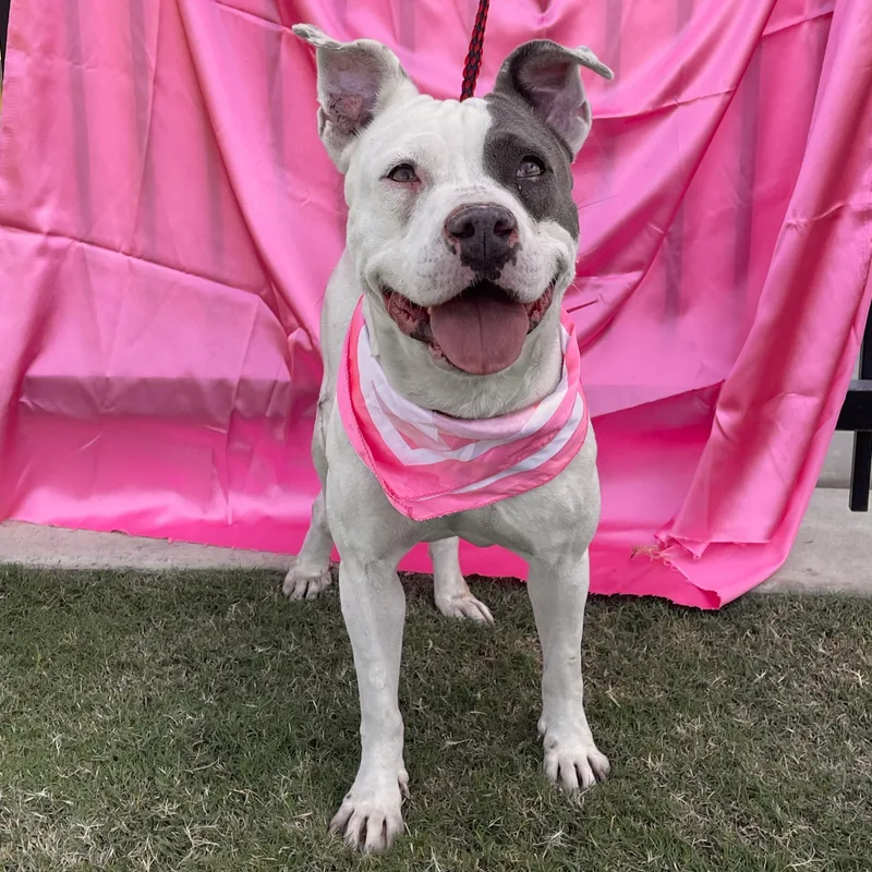 A young medium-sized female American Staffordshire Terrier dog named Peaches for adoption in Rowland Heights, CA