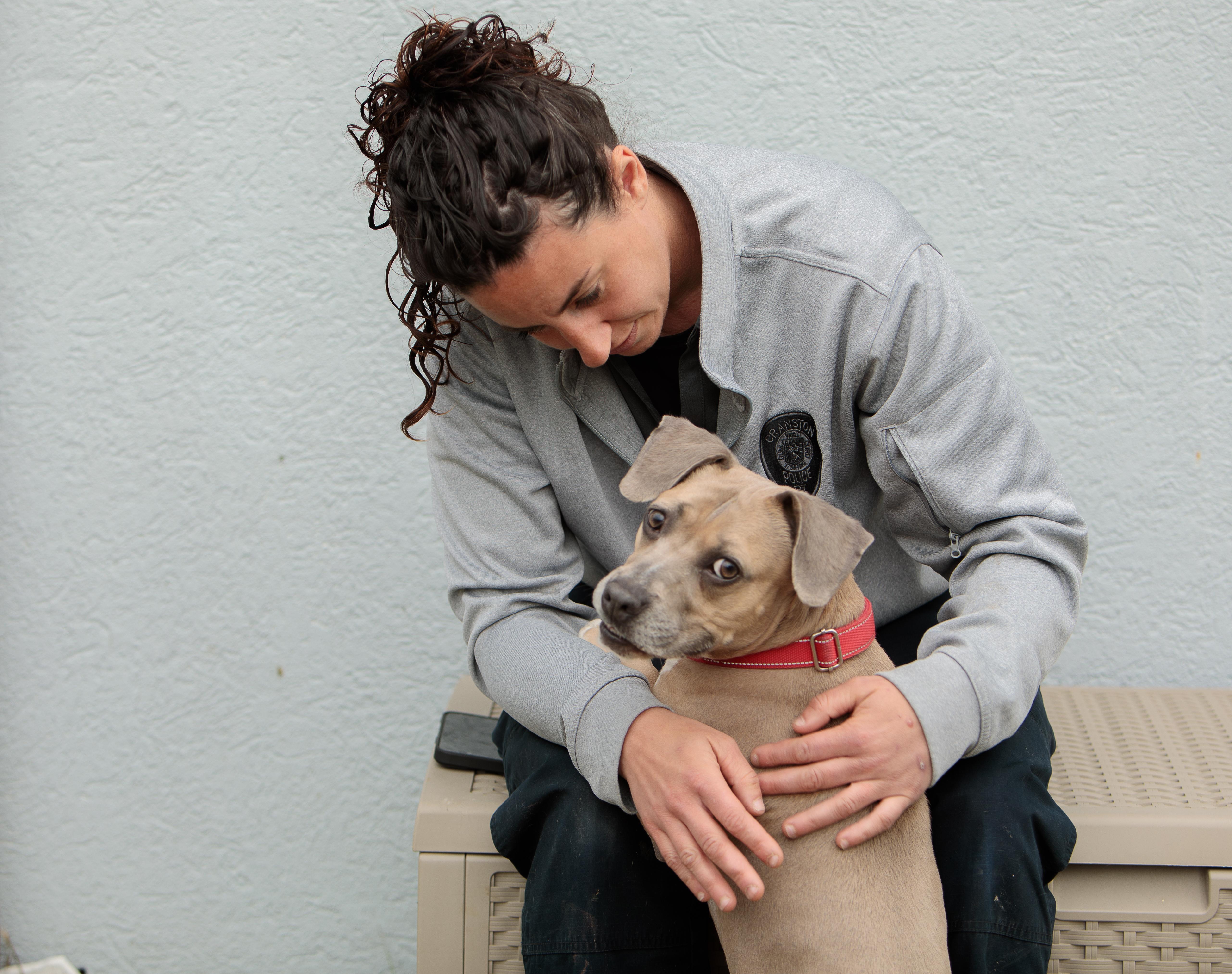 An adult small-sized female Terrier dog named Coco Chanel for adoption in Winthrop, MA
