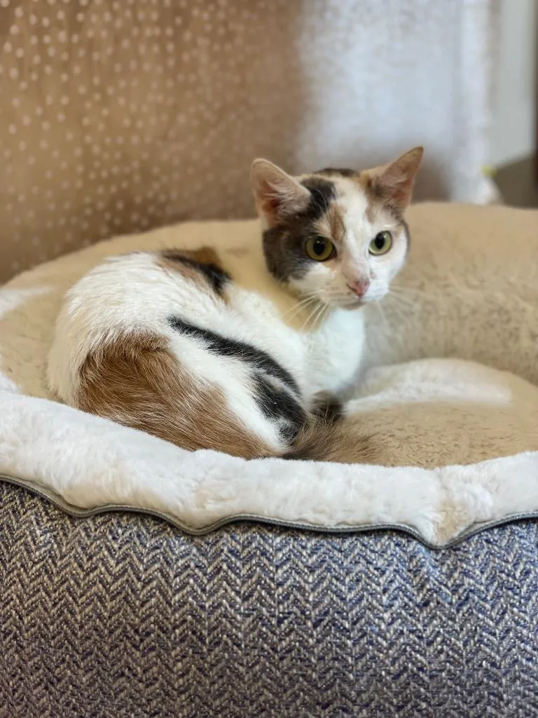 A young small-sized female Domestic Short Hair cat named Walnut for adoption in Wintersville, OH