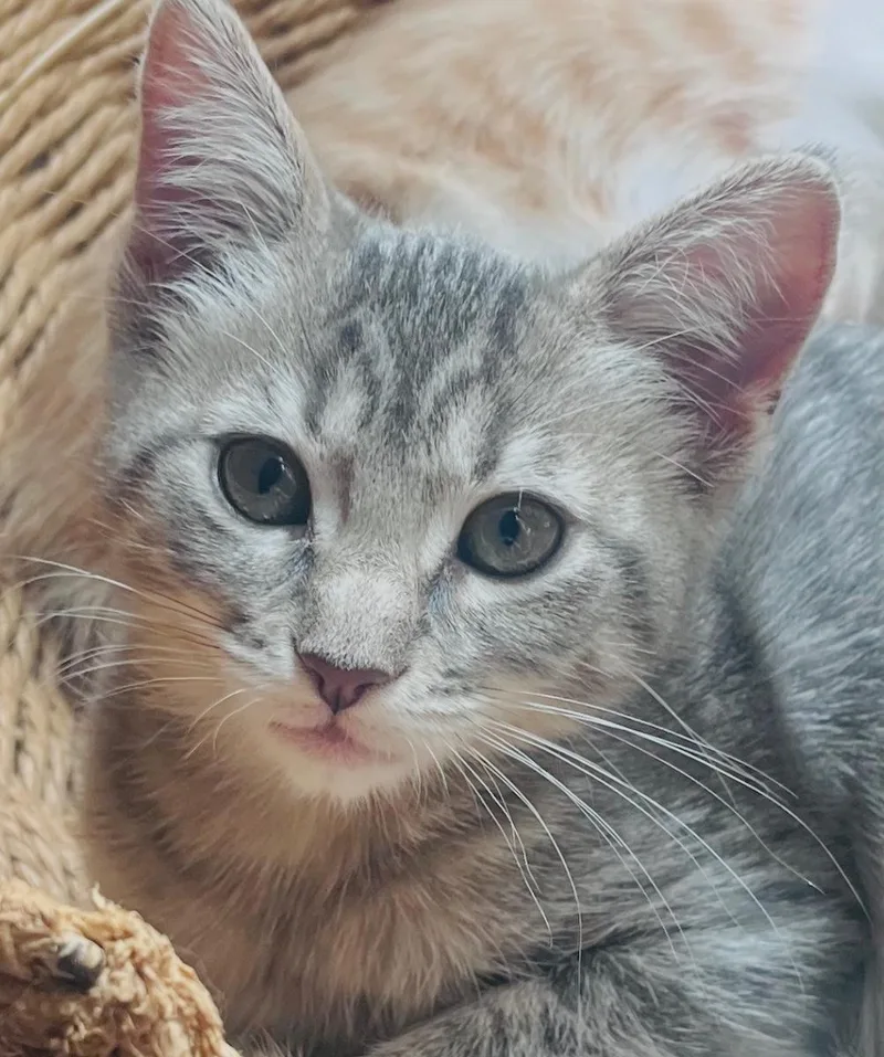 A baby medium-sized female Tabby cat named TigerLilyC for adoption in North Highlands, CA