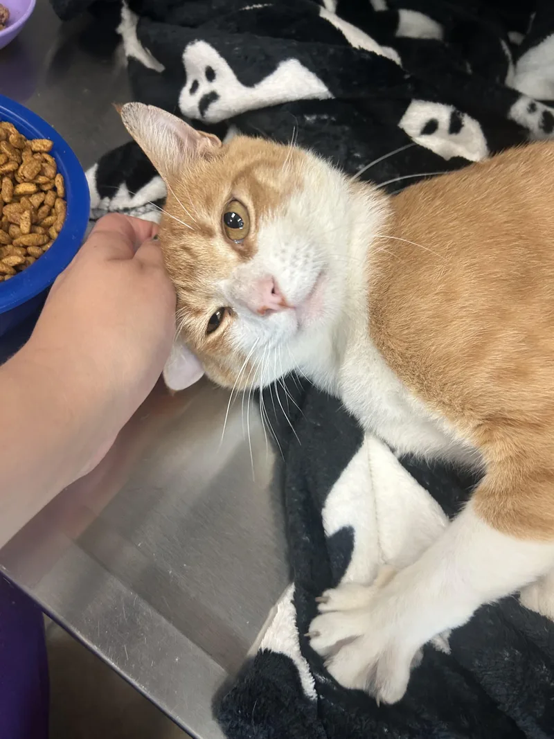 An adult medium-sized male Tabby (Orange / Red) Tabby cat named Felix for adoption in Gainesville, TX