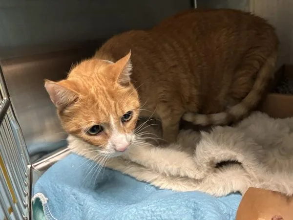 An adult medium-sized female Domestic Short Hair cat named Belle for adoption in Ridgewood, NY
