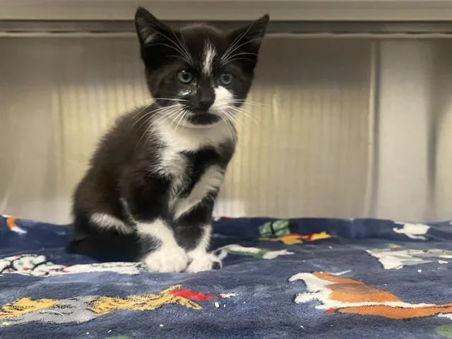 A baby small-sized male Domestic Short Hair cat named Garfunkel for adoption in Tustin, CA