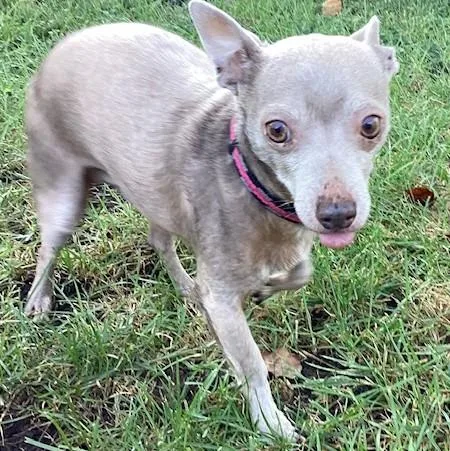 An adult small-sized male Gray / Blue / Silver Chihuahua dog named Sterling for adoption in Springfield, IL