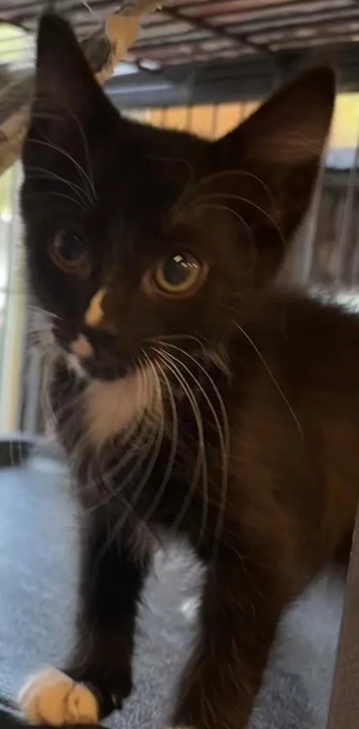 A baby small-sized male Domestic Short Hair cat named Doodle for adoption in Elizabethton, TN