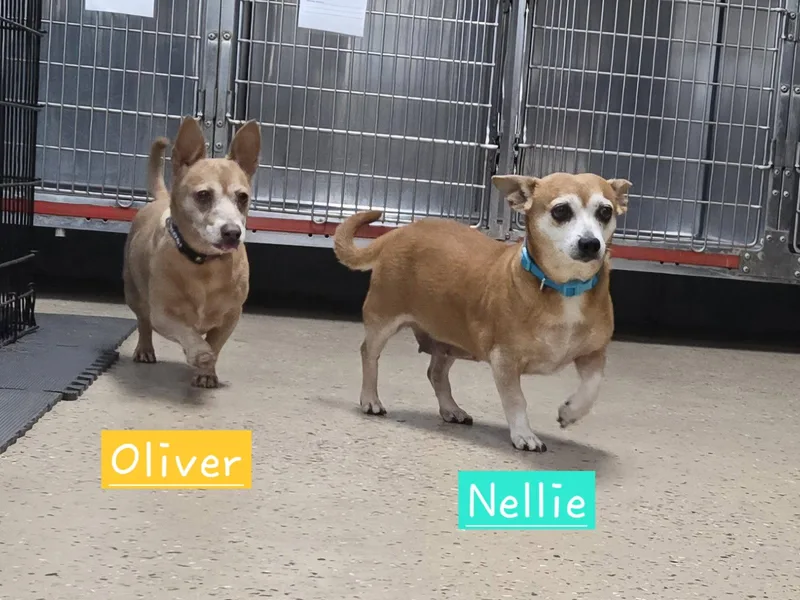 Oliver thumbnail 2