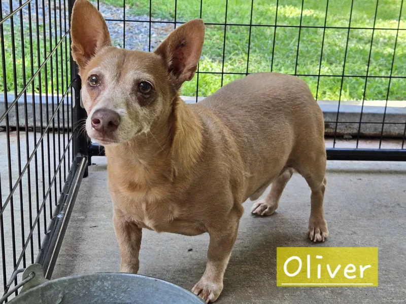 Oliver thumbnail 3