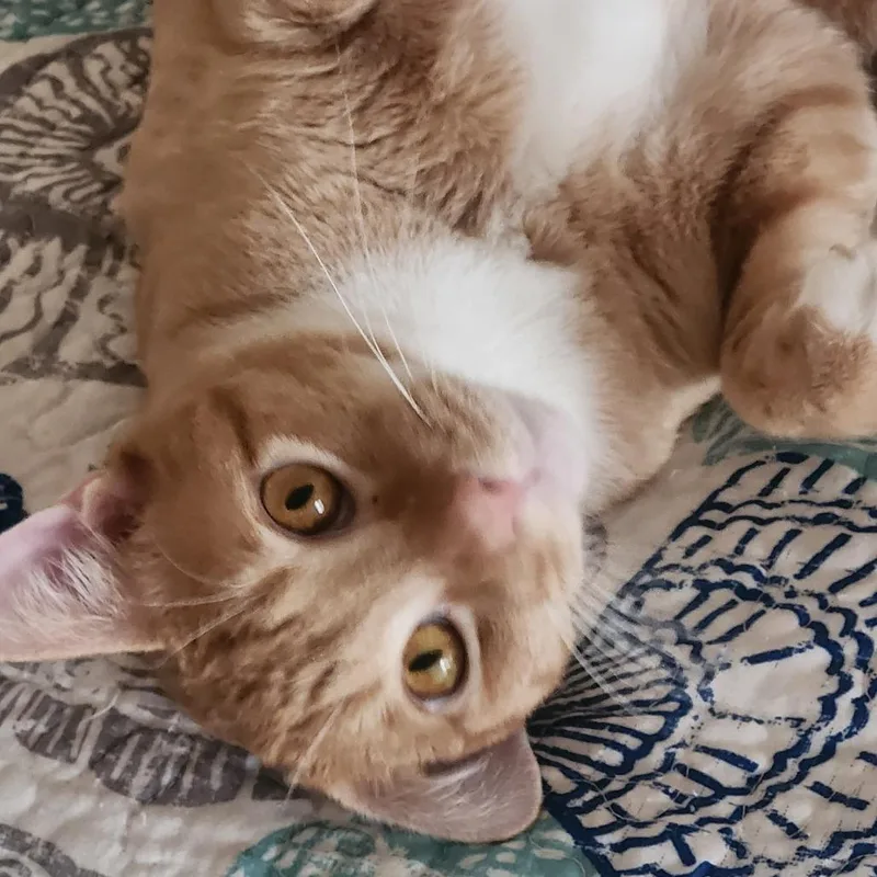 A young large-sized male Orange / Red Domestic Short Hair cat named Percy for adoption in Fort Lauderdale, FL