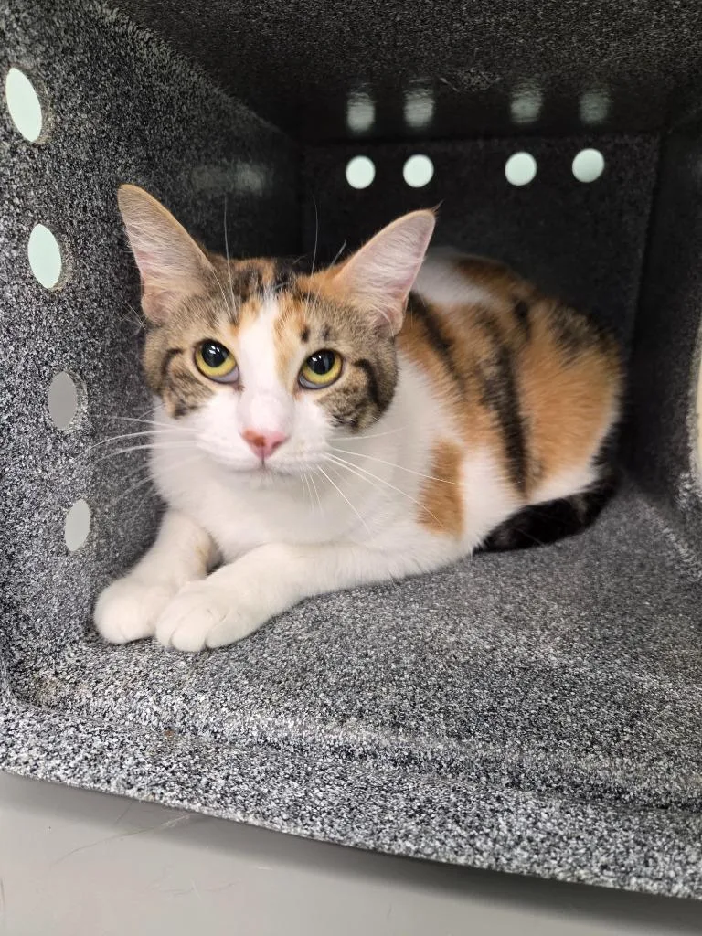 A young medium-sized female Domestic Short Hair cat named Katie for adoption in Athens, TN