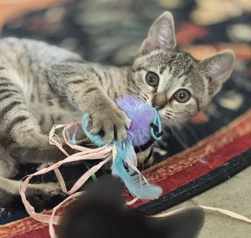 A baby medium-sized female Domestic Short Hair cat named Tilly for adoption in Candler, NC