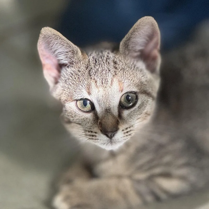 Tilly thumbnail 3