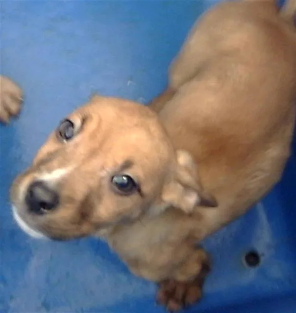 A baby large-sized male Mixed Breed dog named Cedar for adoption in Dallas, TX