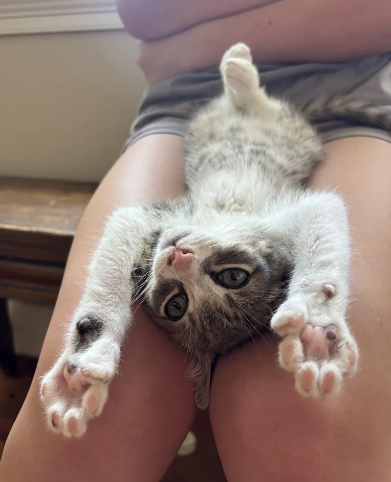 A baby medium-sized male Domestic Short Hair cat named Oliver for adoption in Queenstown, MD