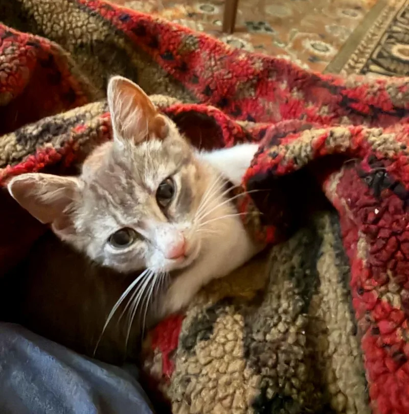 Oliver thumbnail 4