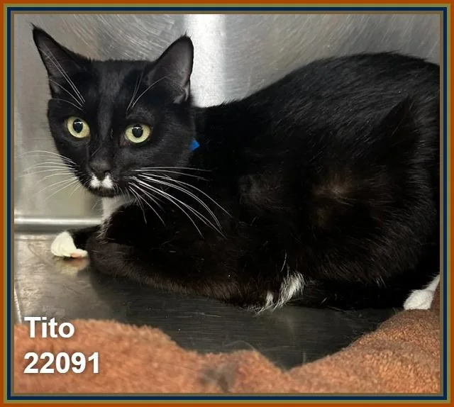 An adult large-sized male Black & White / Tuxedo Domestic Short Hair cat named Tito for adoption in Marietta, GA