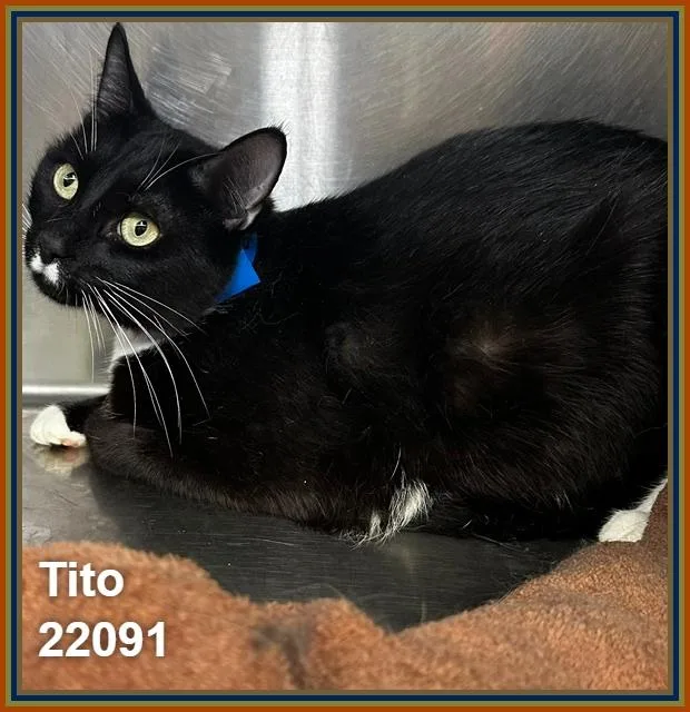 Tito thumbnail 2