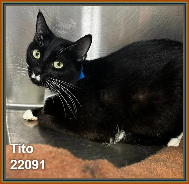 Tito thumbnail 3