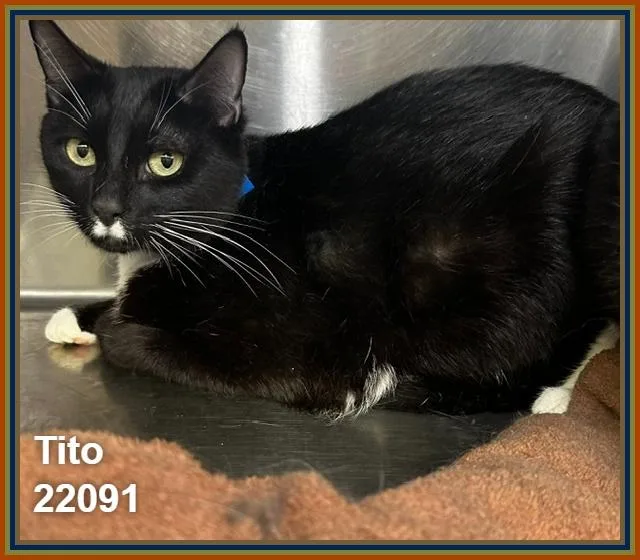 Tito thumbnail 4