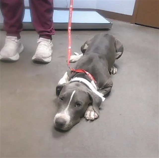 A young large-sized male Pit Bull Terrier dog named Pierre for adoption in Phoenix, AZ