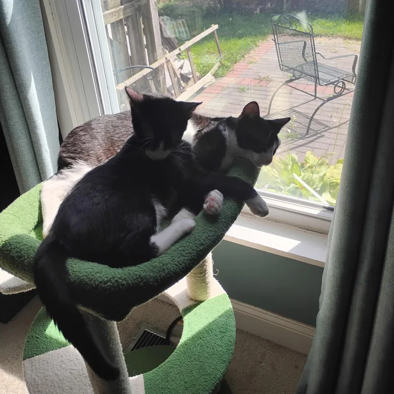A young medium-sized male Black & White / Tuxedo Domestic Short Hair cat named Poptart for adoption in St. Charles, IL