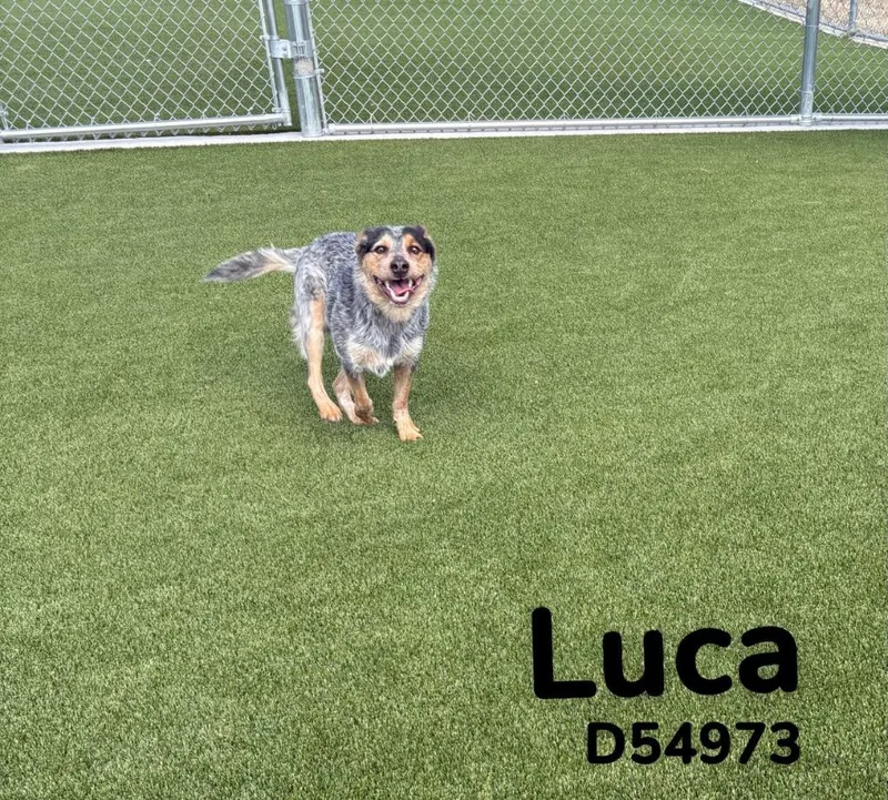 A young medium-sized male Australian Cattle Dog / Blue Heeler dog named Luca for adoption in Clarksville, TN