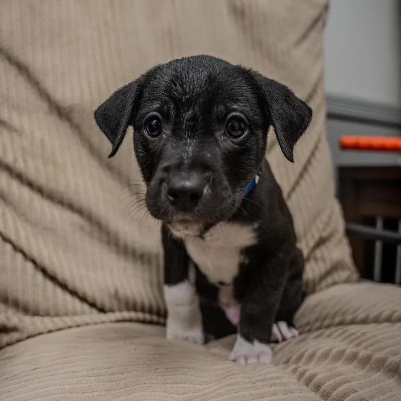 A baby medium-sized male Black Labrador Retriever dog named Mikey for adoption in Pawling, NY