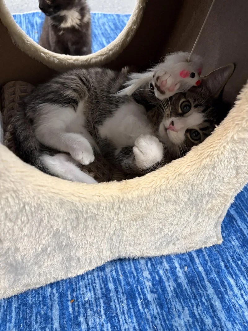 A baby medium-sized female Domestic Short Hair cat named Tooter for adoption in Broomall, PA