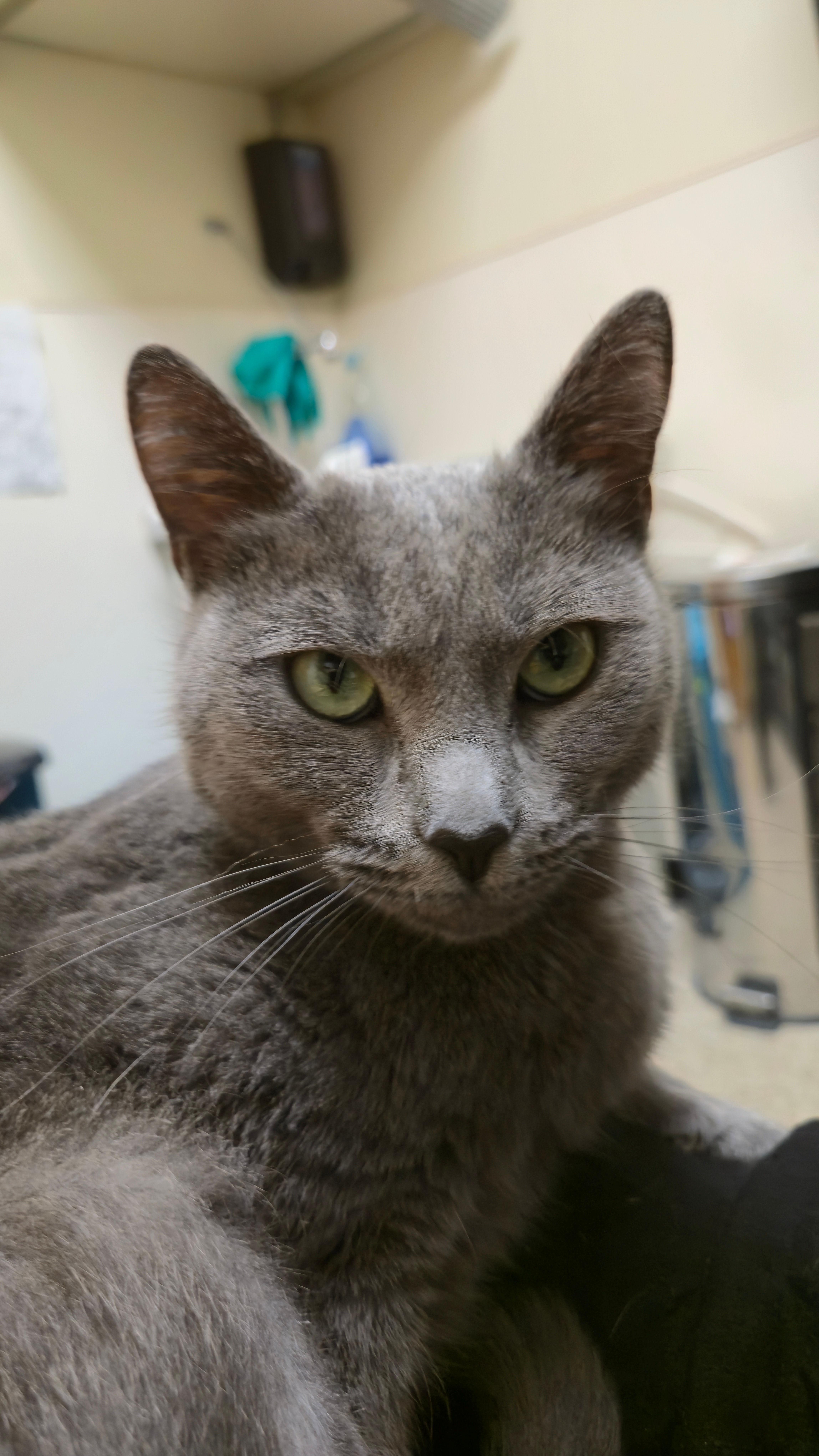A young medium-sized female Domestic Short Hair cat named Jolee for adoption in Melrose, MA