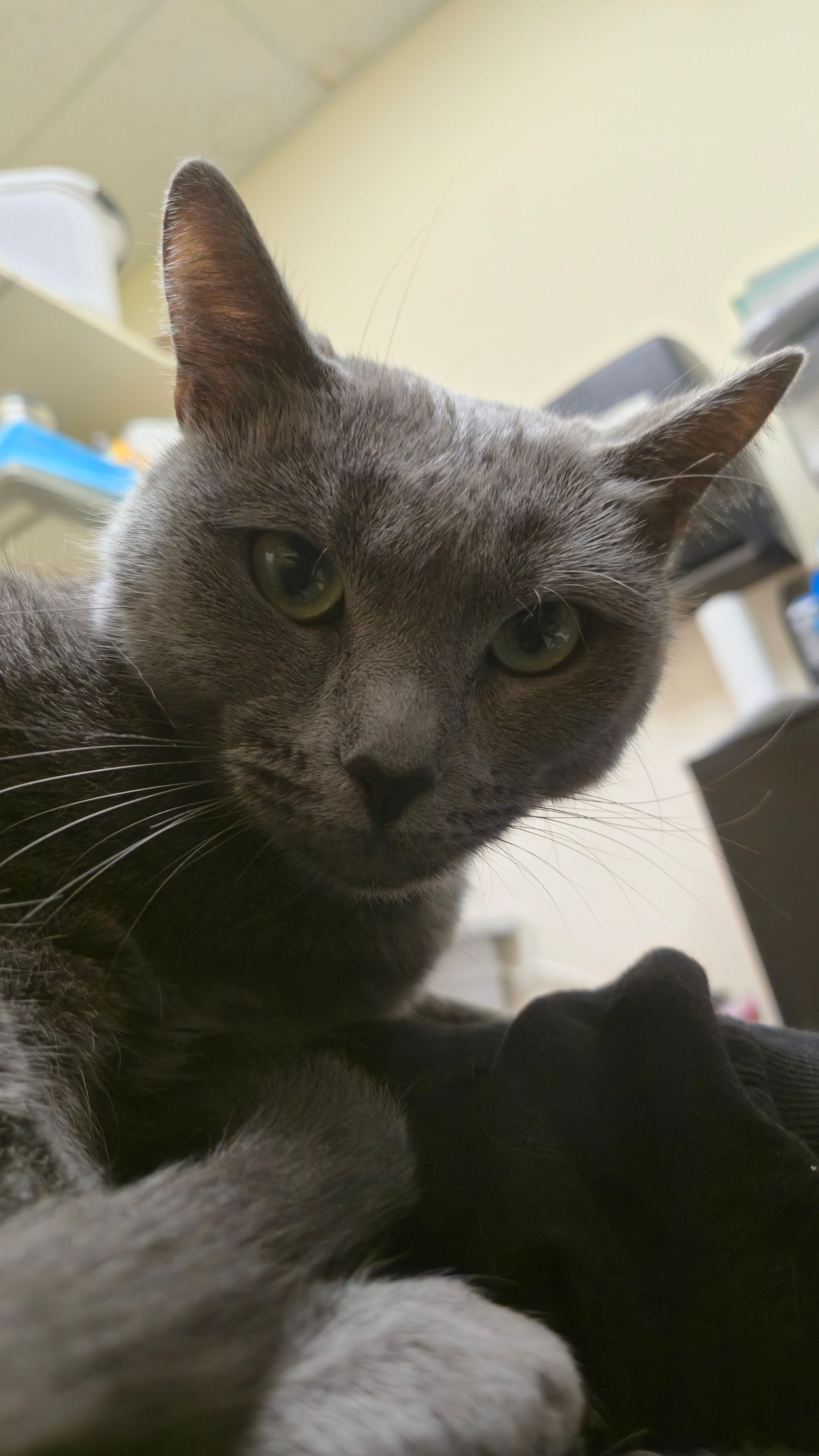 Jolee thumbnail 2