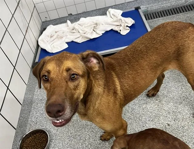 An adult large-sized male Doberman Pinscher dog named Rocky for adoption in Pasadena, TX