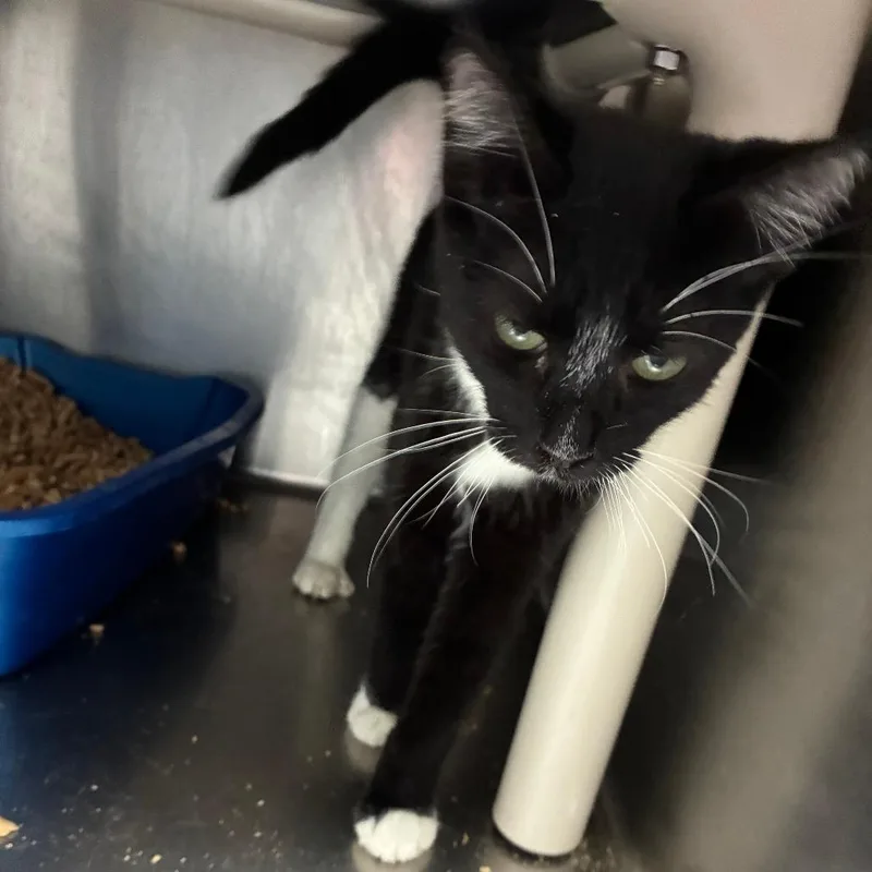 A baby medium-sized female Black Domestic Short Hair cat named Shelby Cobra for adoption in Carencro, LA